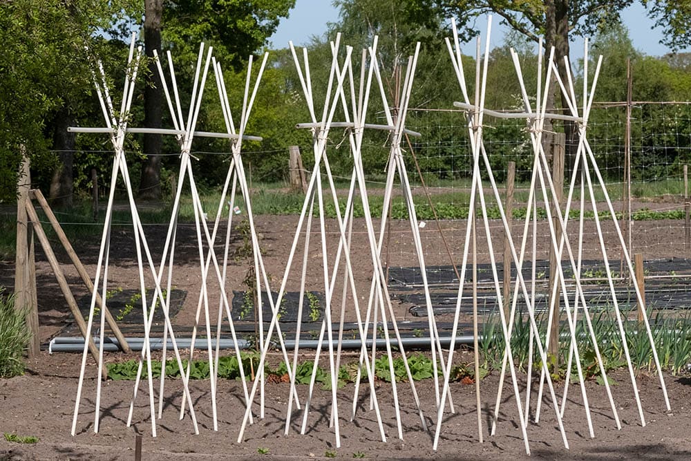 supports for pole beans