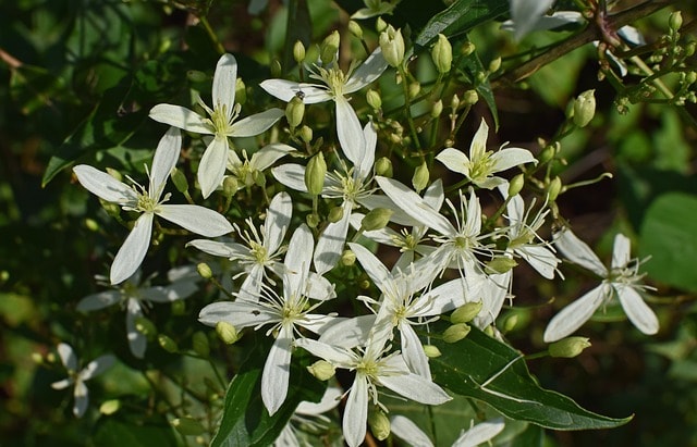 sweet-autumn-clematis