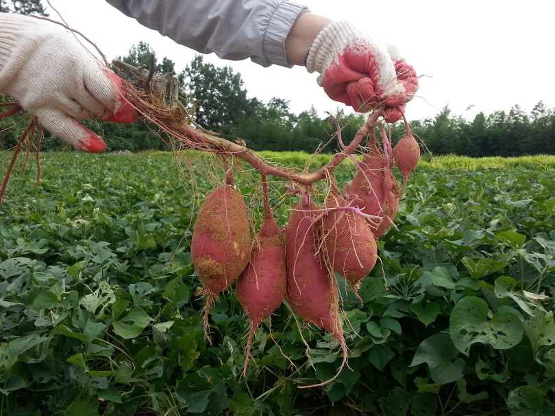 sweet potato plantation