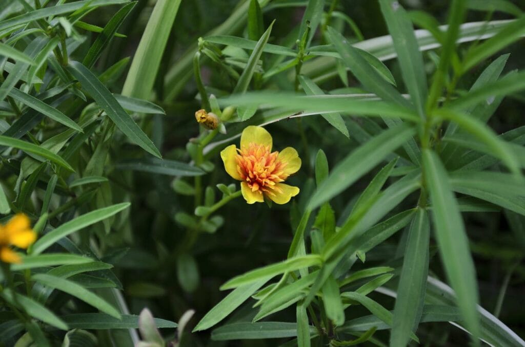 tarragon