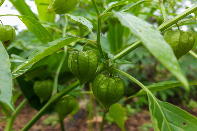 tomatillos in vegetable garden
