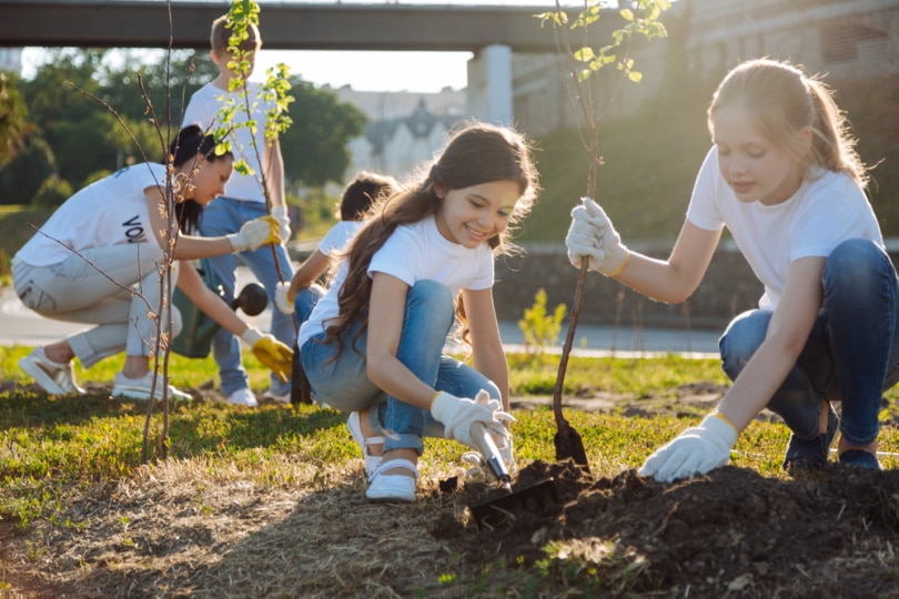 tree planting