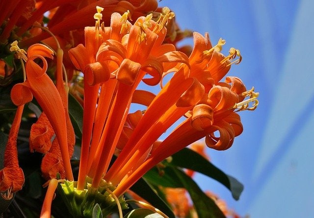 trumpet vine
