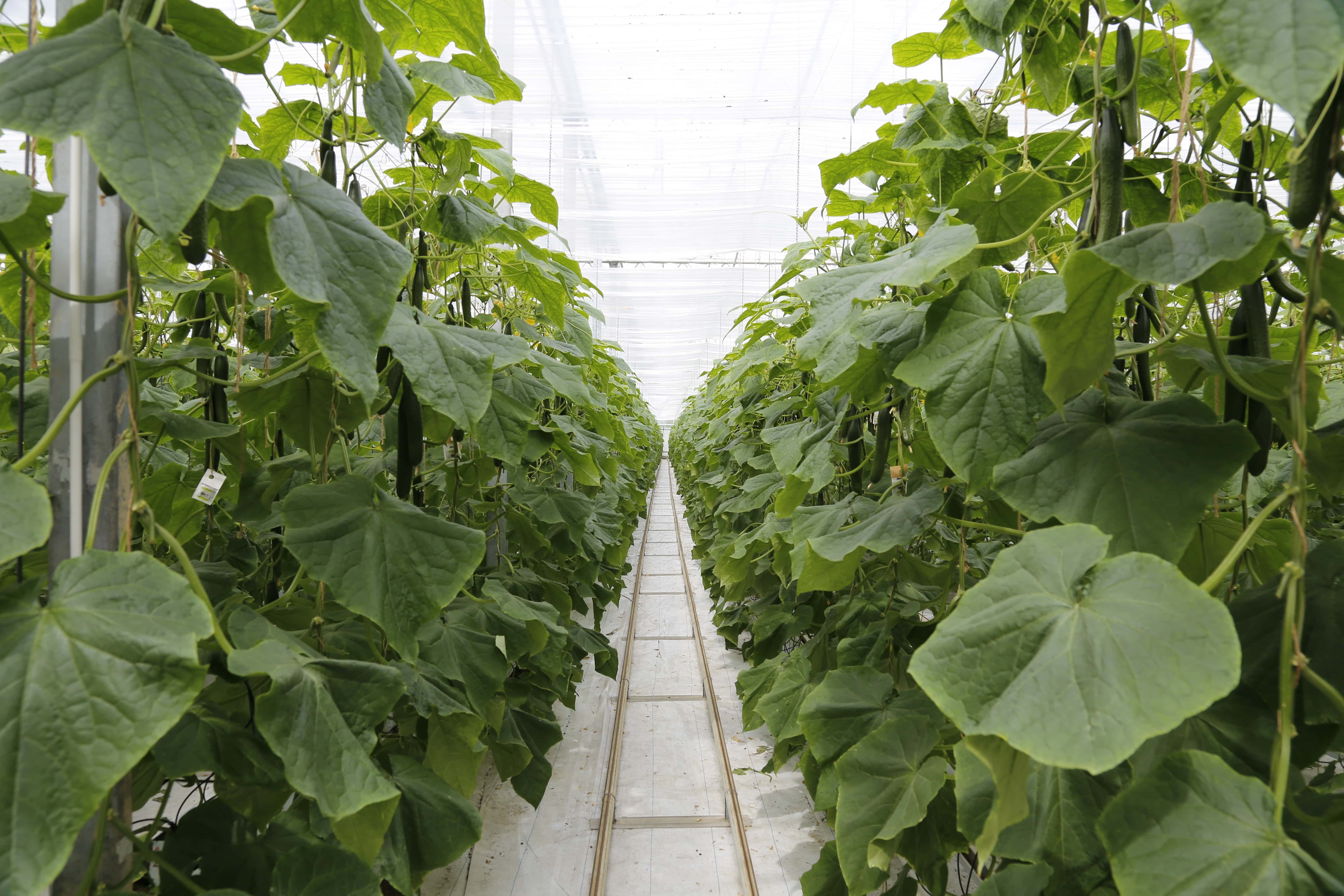 vegetable garden
