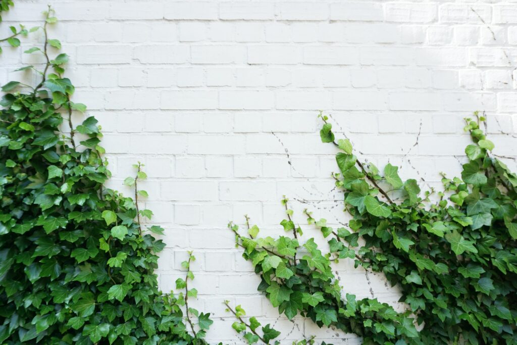 vines on white wall