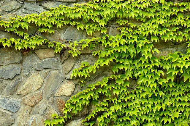 virginia creeper