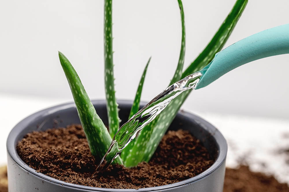 watering an aloe vera plant