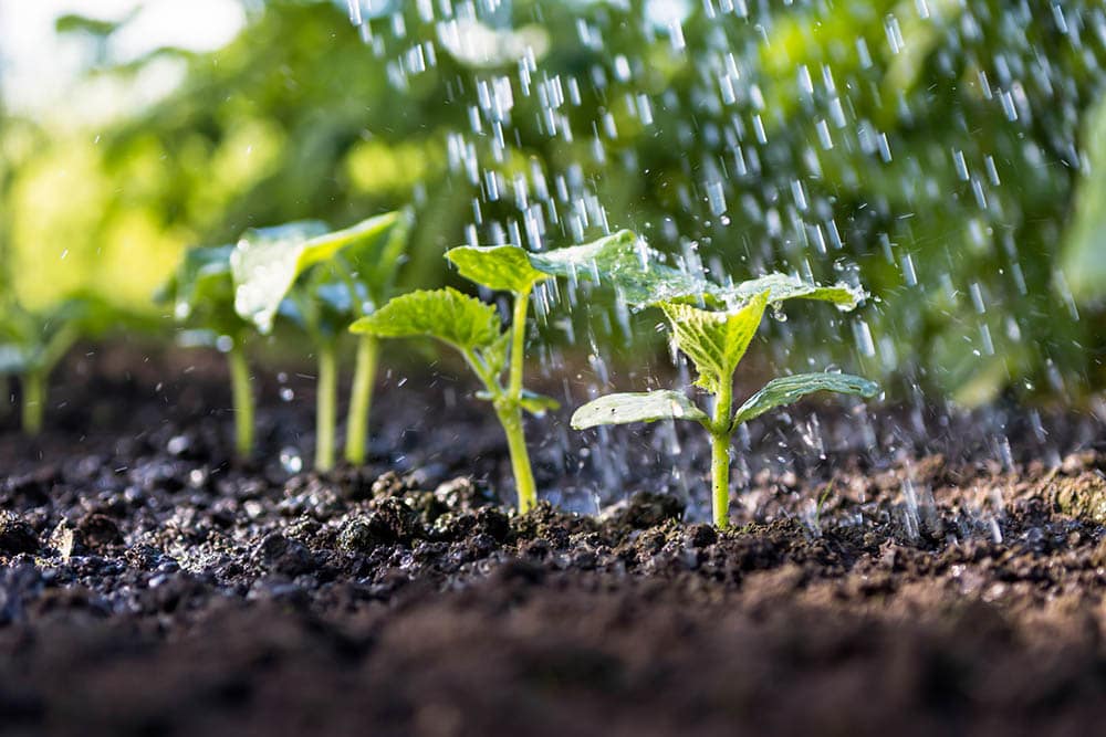 watering cucumber sprouts
