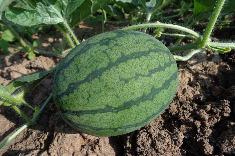 watermelon plan