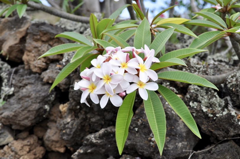 white plumeria flowers