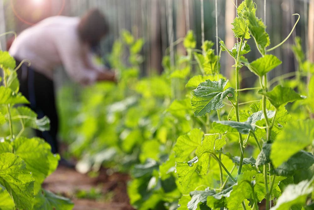 woman tying zucchini plants vertically