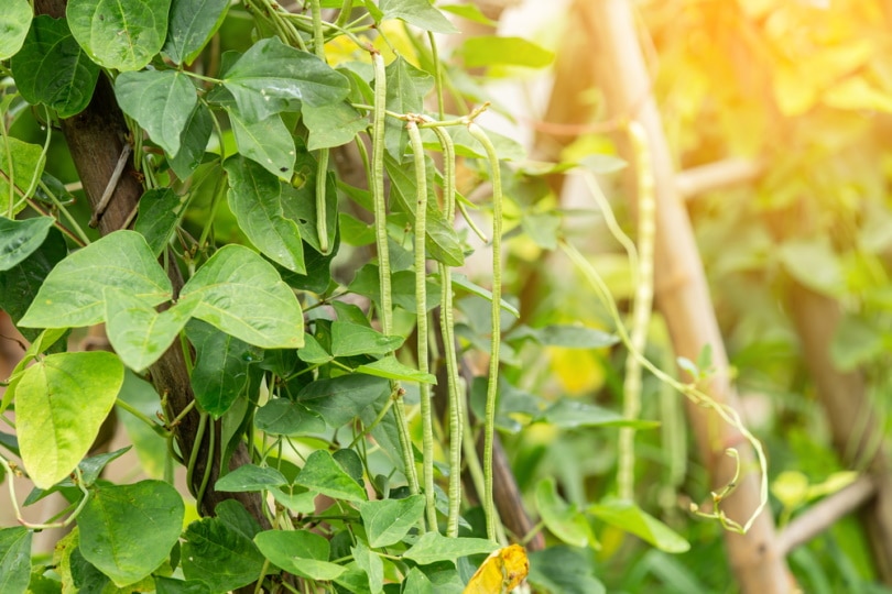 yardlong beans