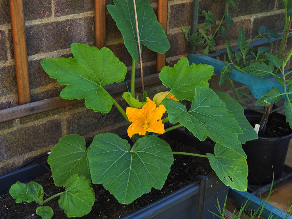 Young zucchini plant climbing