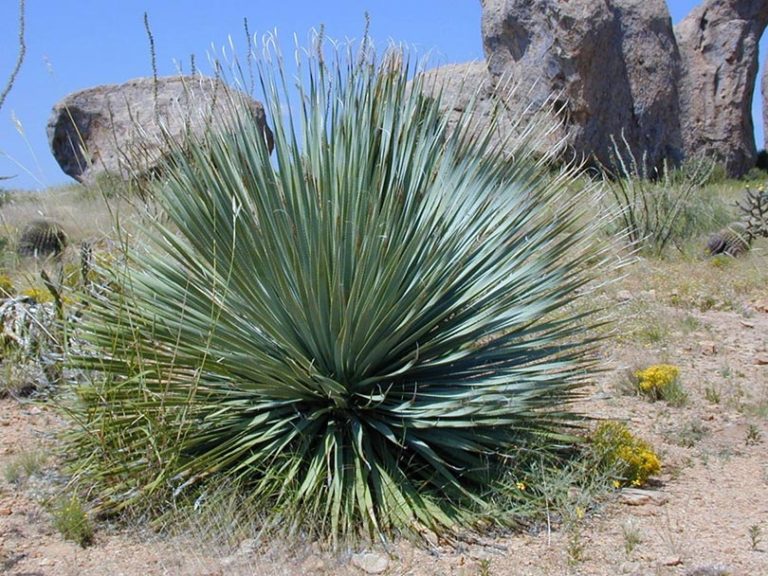 Using Yucca Fiber As Thread How To Make a Rope from Plant Fiber in 4 Steps & Which Plants to Use ...