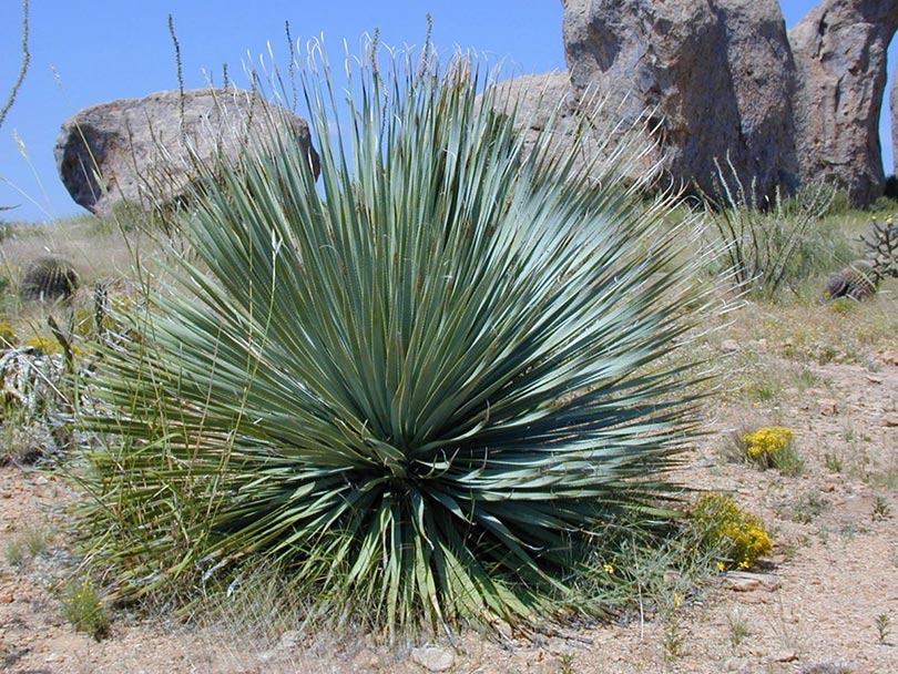 yucca succulent plant