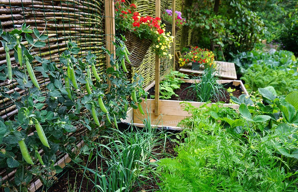 zucchini planted vertically