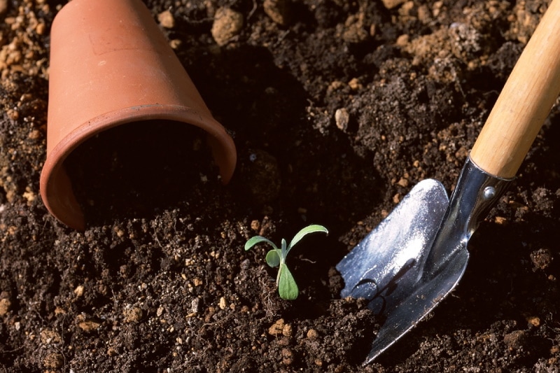 A lone plant being planted on peat soil
