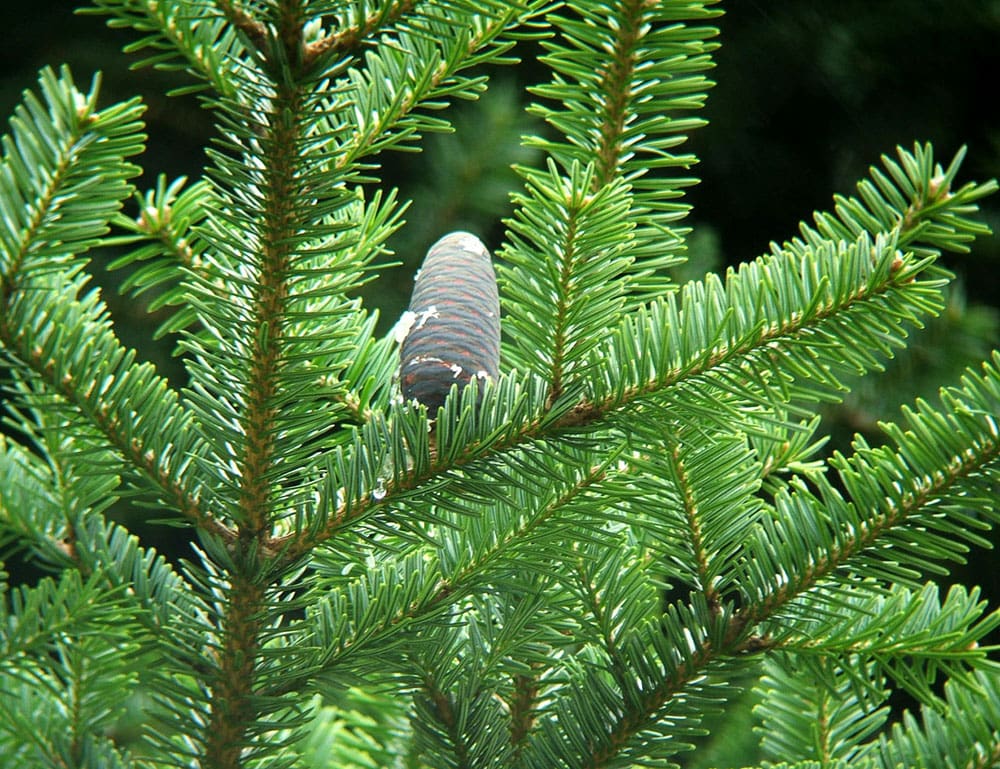 Abies_homolepis_cones