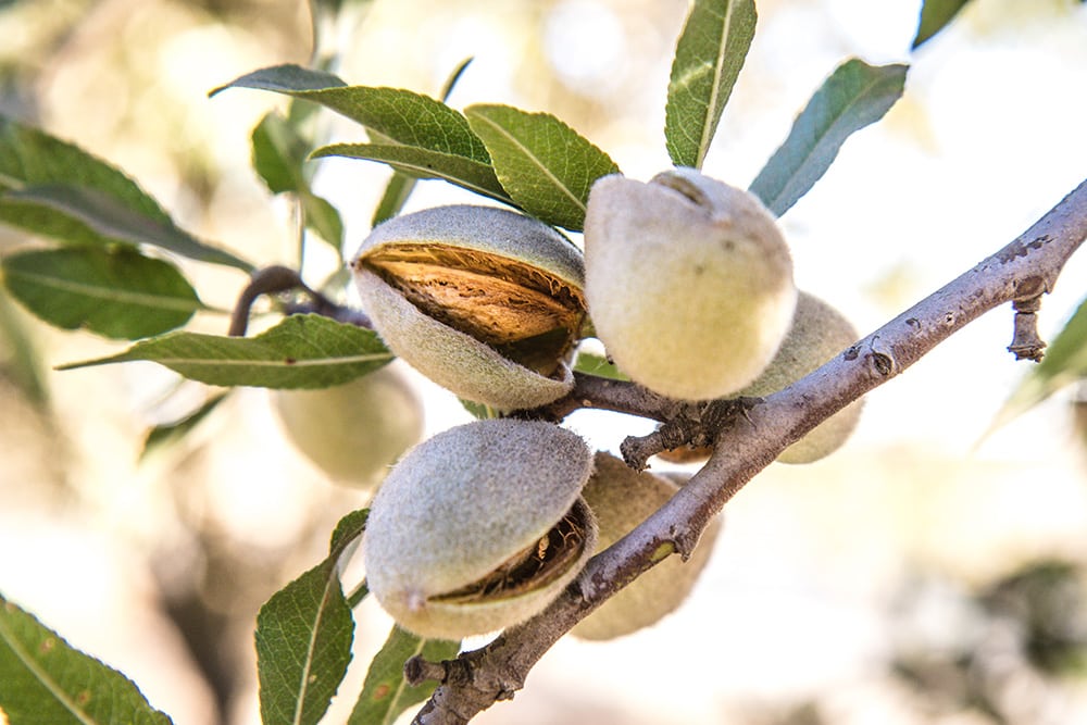 Almond Trees_Marcia Cripps_Unsplash