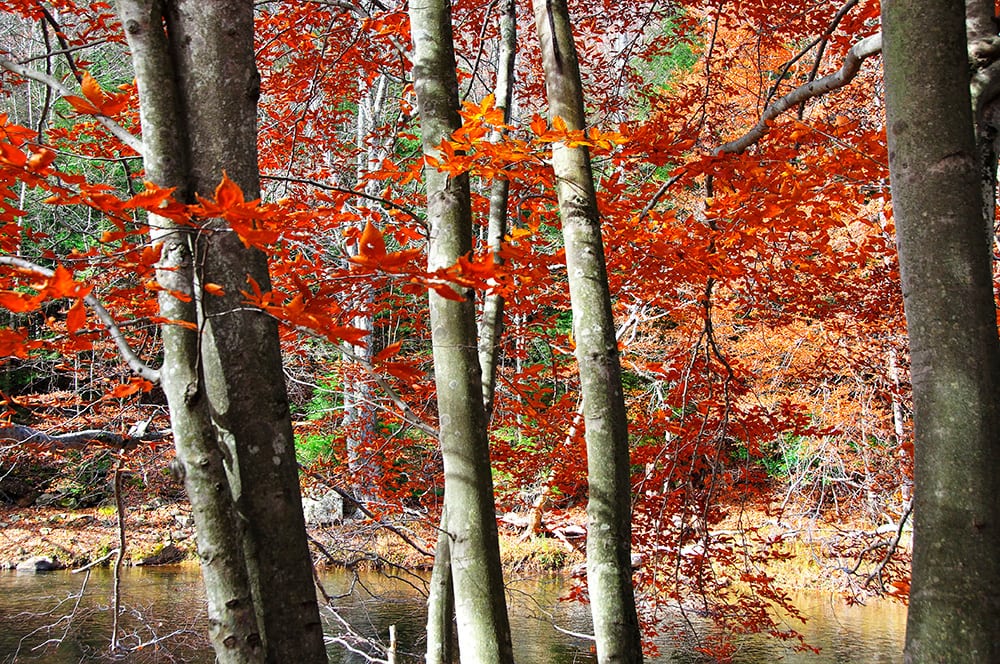 American Beech Tree_Malachi Jabos_Shutterstock