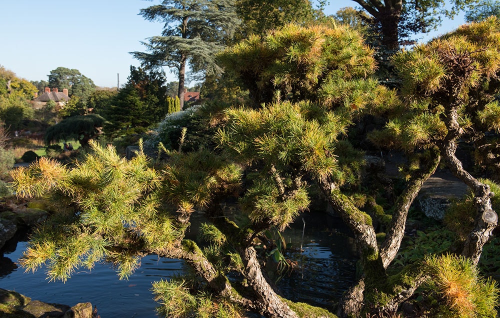 Ancient Larix kaempferi (Japanese Larch)