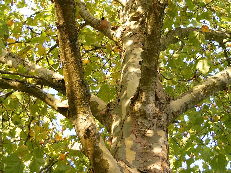 Arizona sycamore