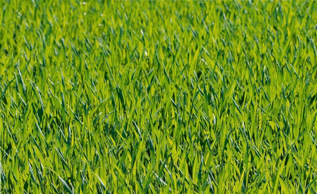 Artificial Turf