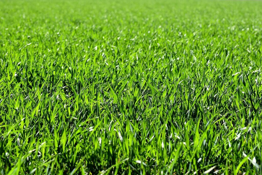 Artificial Turf