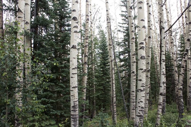 Aspen tree