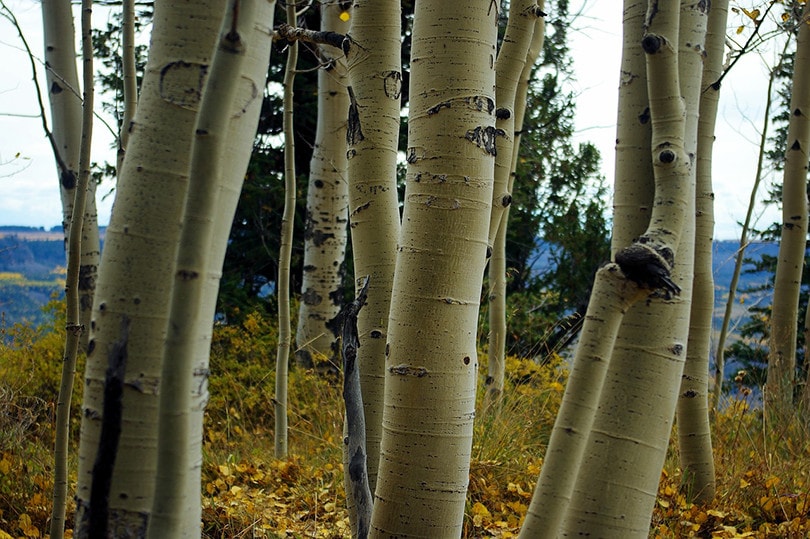 Aspen wood
