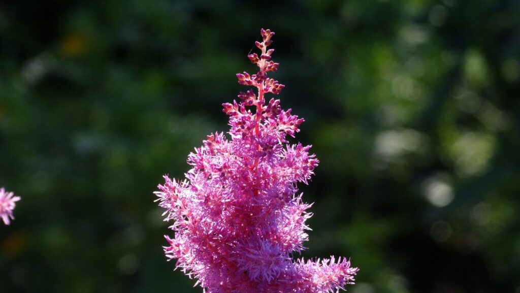 Astilbe