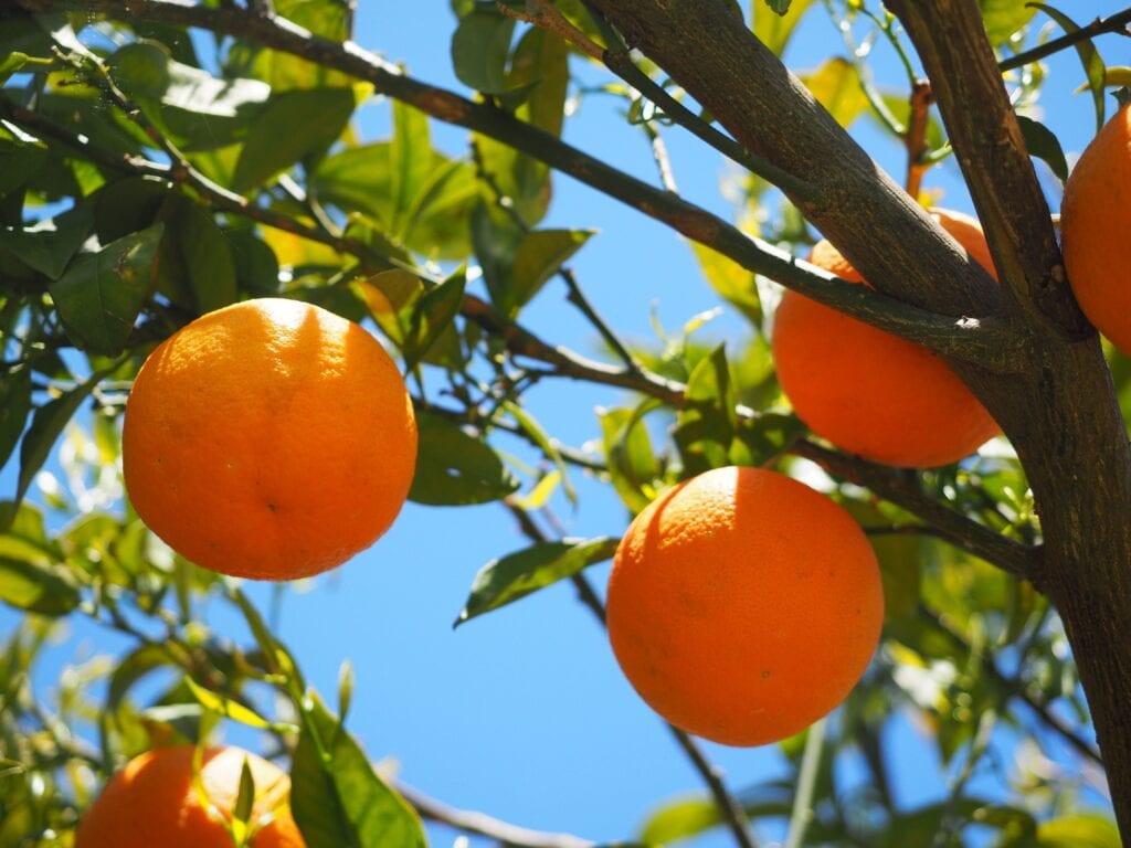 Autumn Glo Apricot Tree