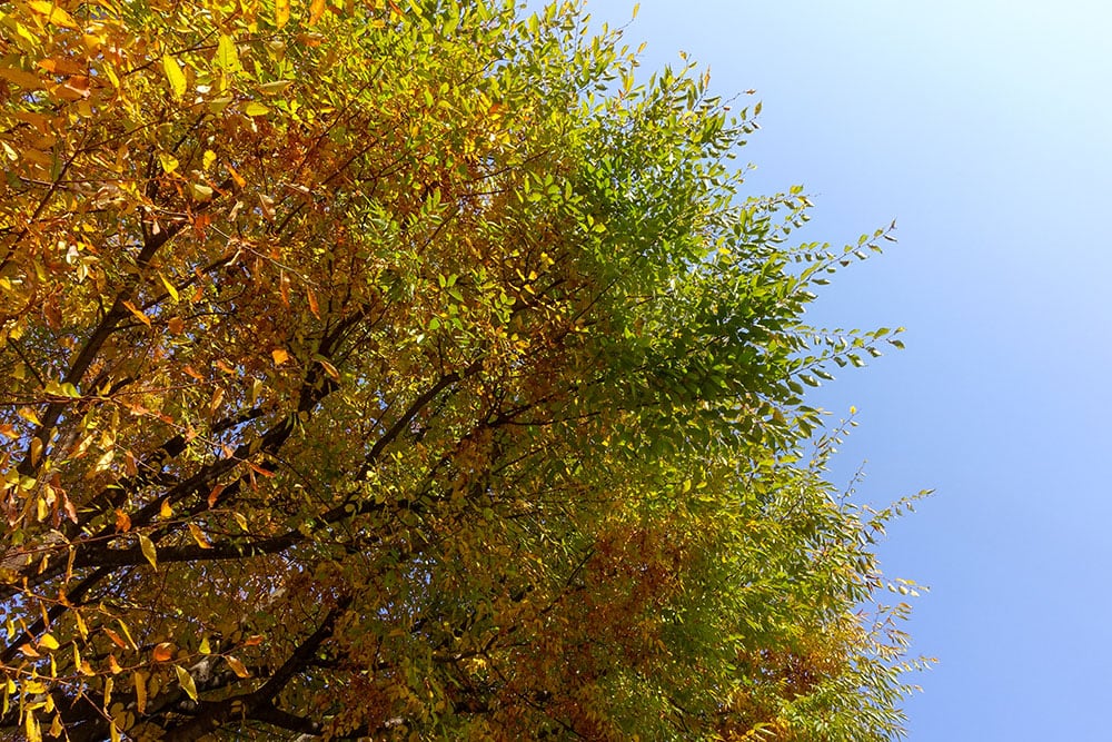 Autumn leaves of zelkova on the roadside tree