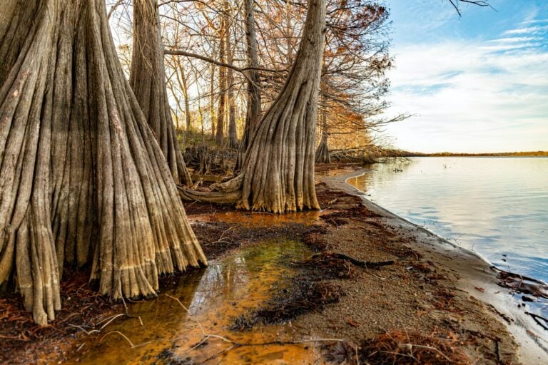 15 Types of Trees in Arkansas (with Pictures) | Home Grail