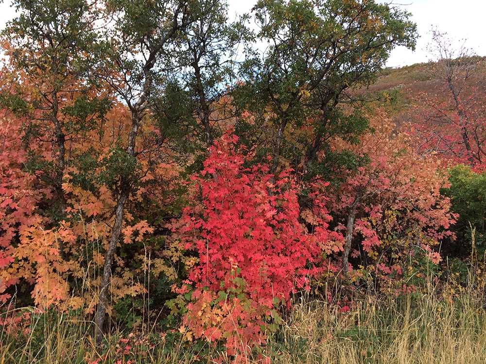 Bigtooth Maple Tree