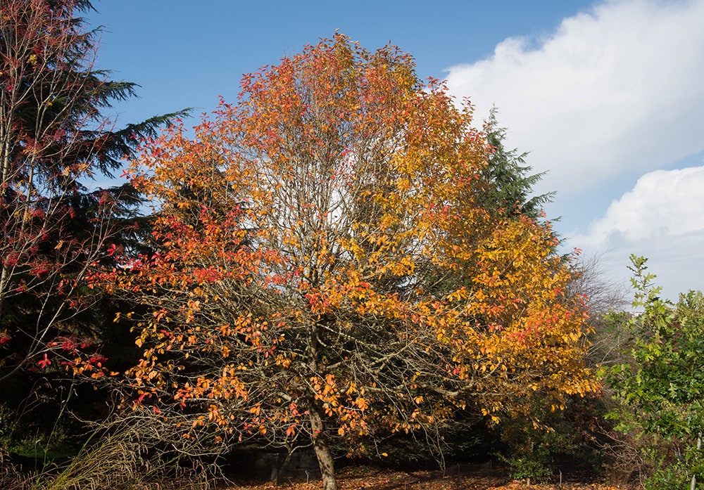 Black Gum Tree_Peter Turner Photography_Shutterstock