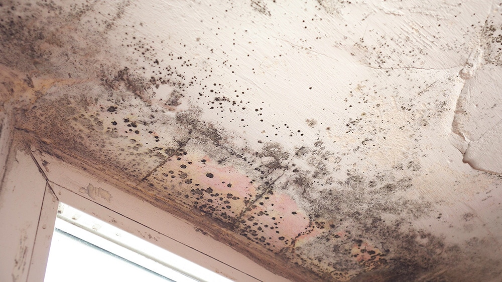 Black Mold_Fevziee_Shutterstock
