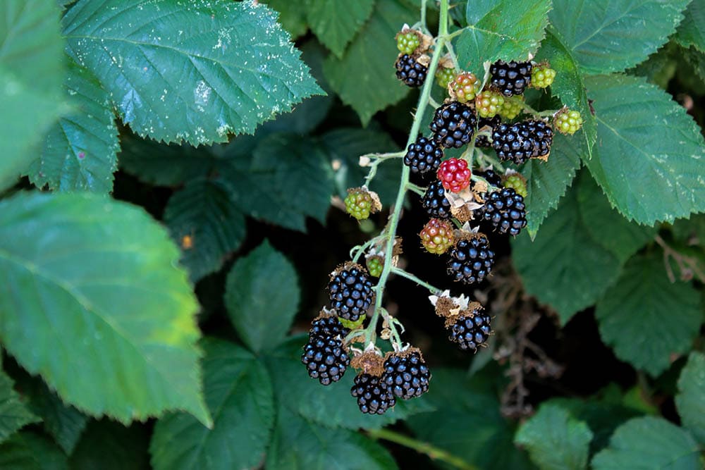 Blackberry tree_Elizabeth George_Unsplash