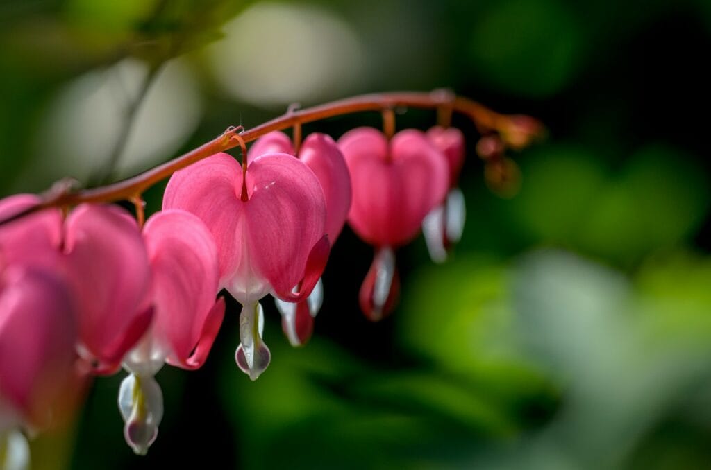 Bleeding Heart