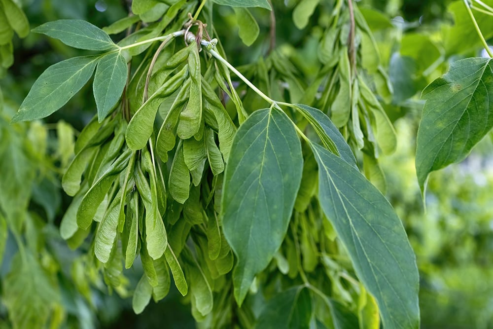 Box Elder Maple Tree