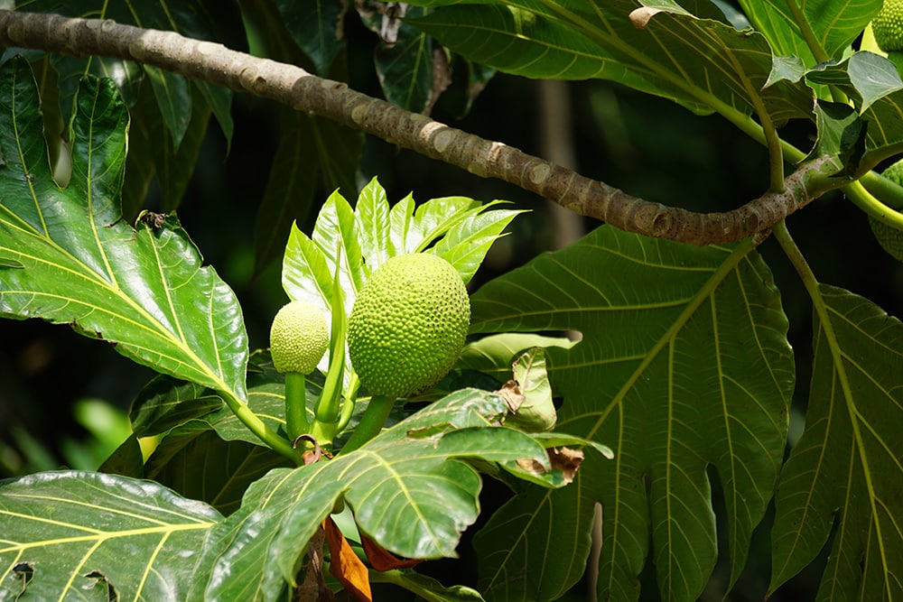 Breadfruit Ulu Tree_Mang Kelin_Shutterstock