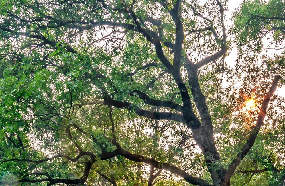California Black Oak_Sterlinglanier Lanier_Shutterstock