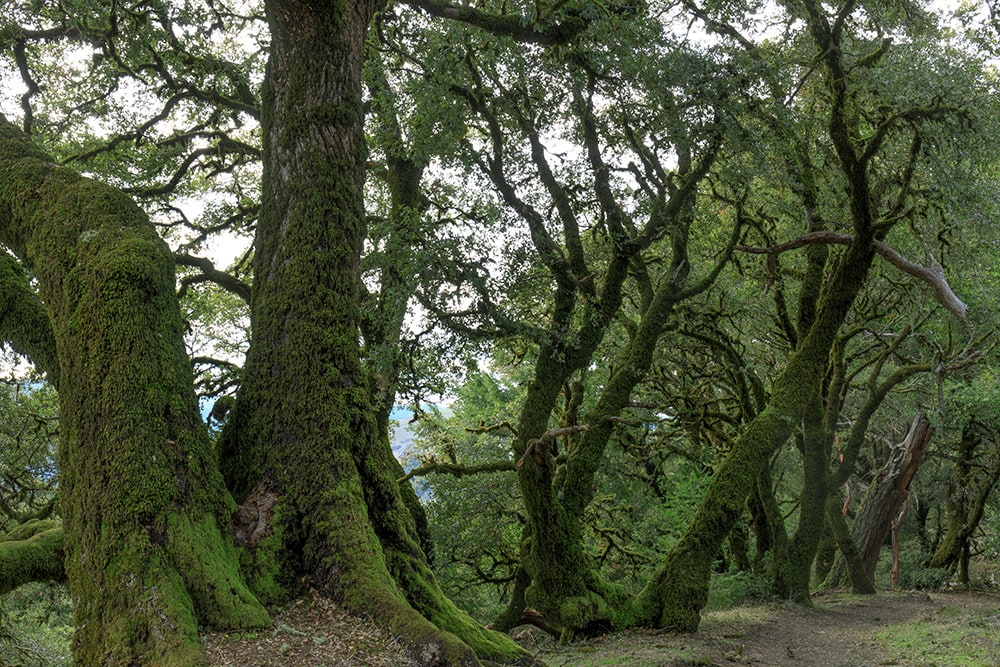 Canyon Live Oak_Yhelfman_Shutterstock