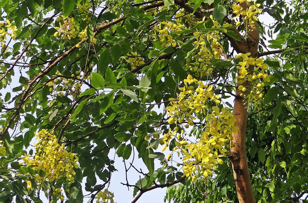 Cassia Fistula_Sarangib_Pixabay