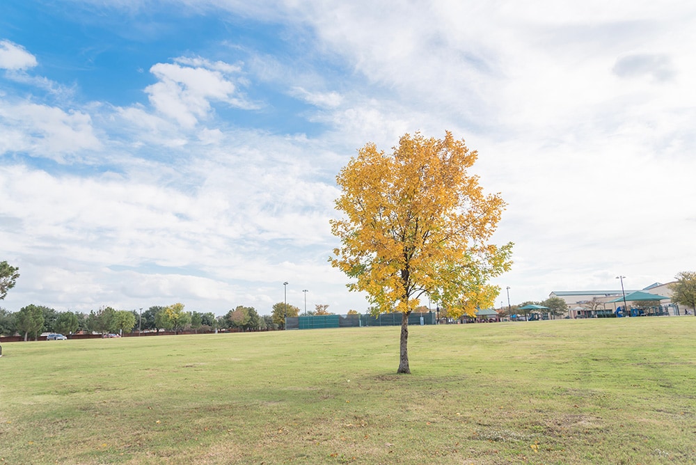 Cedar Elm_Trong Nguyen_Shutterstock
