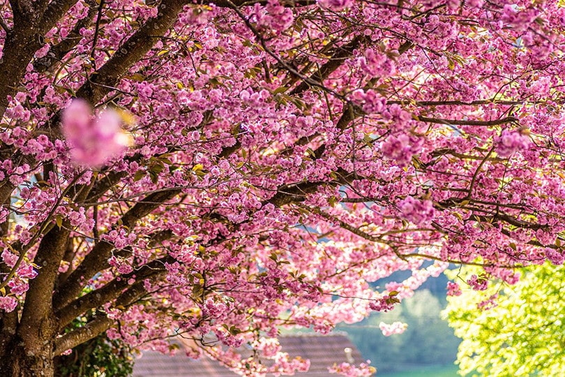 Cherry Blossom
