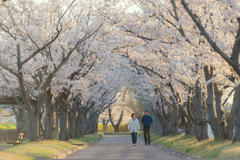 Cherry Blossoms