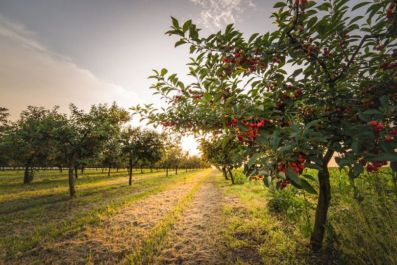 Cherry Trees