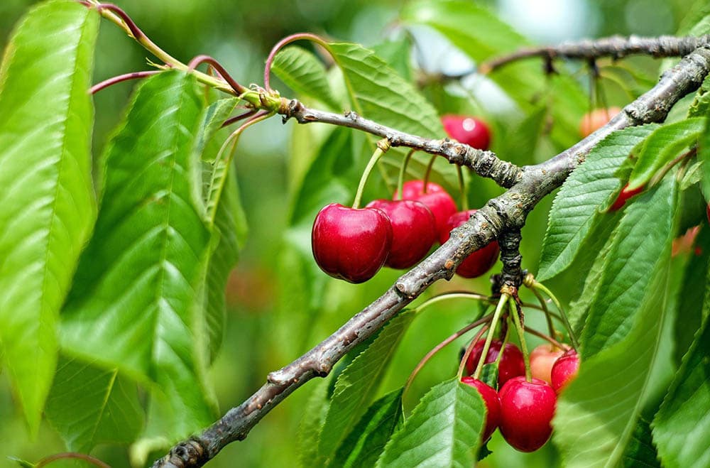 Cherry tree_1195798_Pixabay