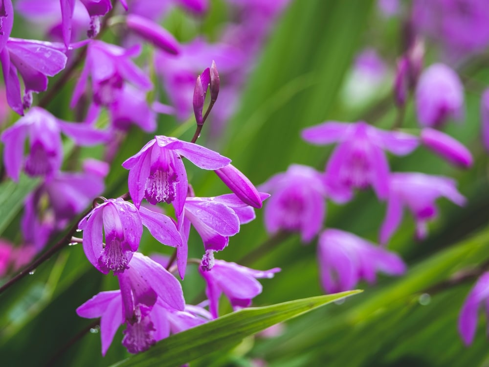 Chinese Ground Orchid
